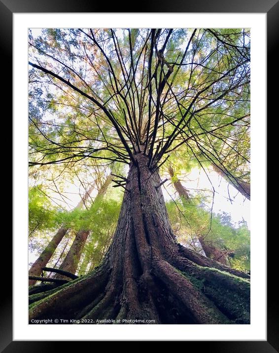 Solid Roots Framed Mounted Print by Tim King