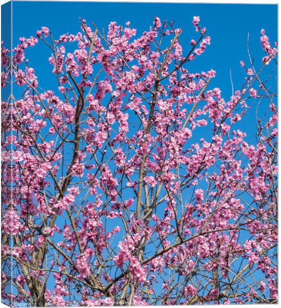 Pink cherry blossom Canvas Print by Allan Bell