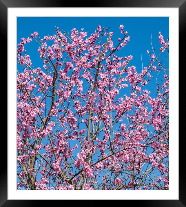 Pink cherry blossom Framed Mounted Print by Allan Bell