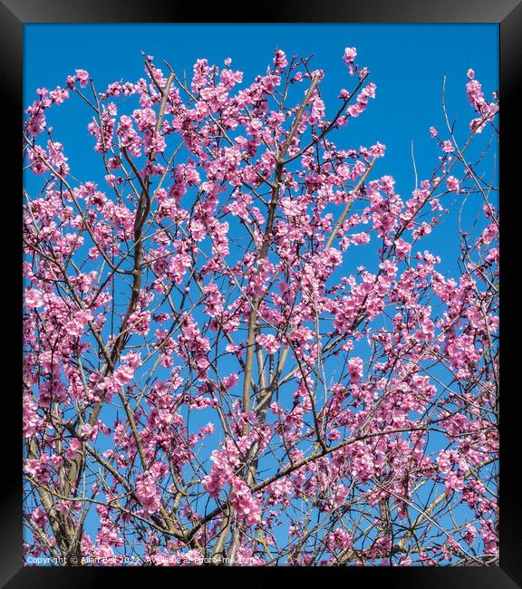 Pink cherry blossom Framed Print by Allan Bell