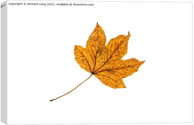 Sycamore Leaf Canvas Print by Richard Long