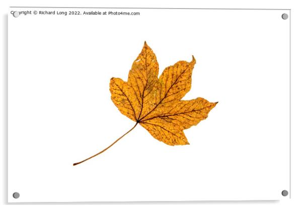 Sycamore Leaf Acrylic by Richard Long