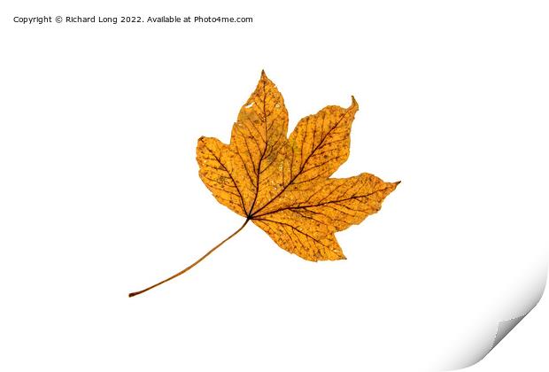 Sycamore Leaf Print by Richard Long