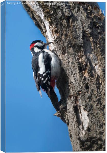 Great Spotted woodpecker Canvas Print by Kevin White