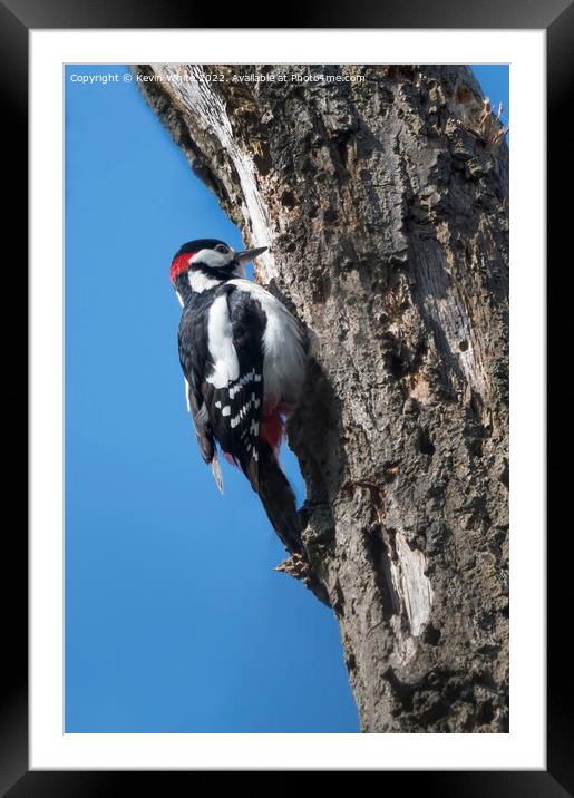 Great Spotted woodpecker Framed Mounted Print by Kevin White