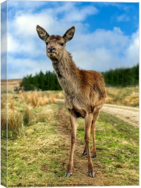 Scottish Deer Canvas Print by Alan Simpson