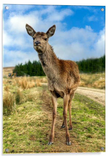 Scottish Deer Acrylic by Alan Simpson