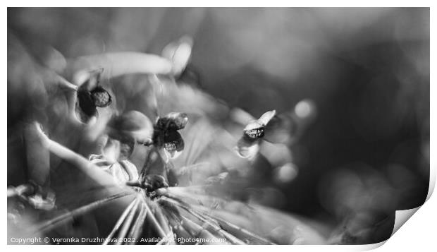 Plant flower. Flora macro black and white Print by Veronika Druzhnieva