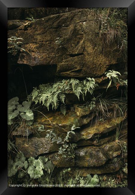 Outdoor stonerock with plants Framed Print by Veronika Druzhnieva