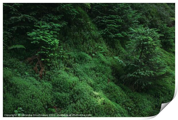A close up of a lush green forest. Print by Veronika Druzhnieva
