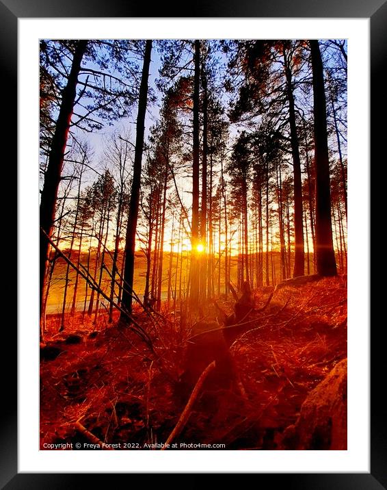 Sunset through the Swedish forest Framed Mounted Print by Freya Forest