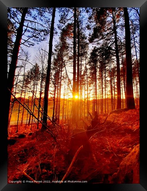 Sunset through the Swedish forest Framed Print by Freya Forest