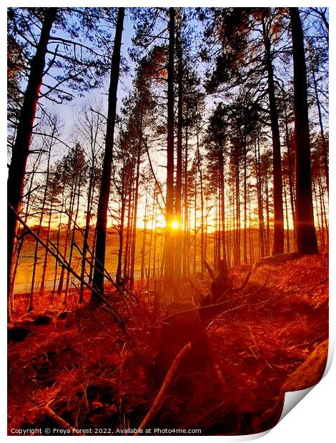 Sunset through the Swedish forest Print by Freya Forest