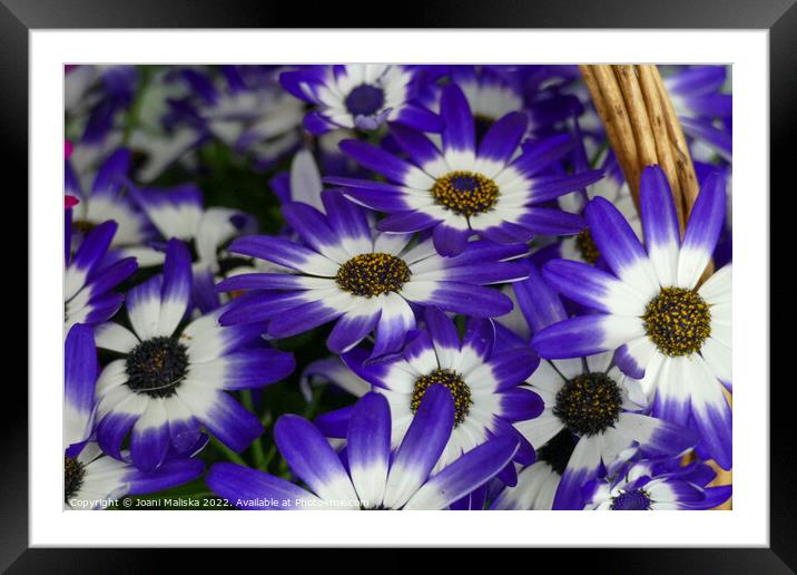 Basket of Flowers Framed Mounted Print by Joani Maliska