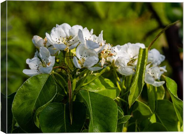 Pear Blossom Canvas Print by Gerry Walden LRPS
