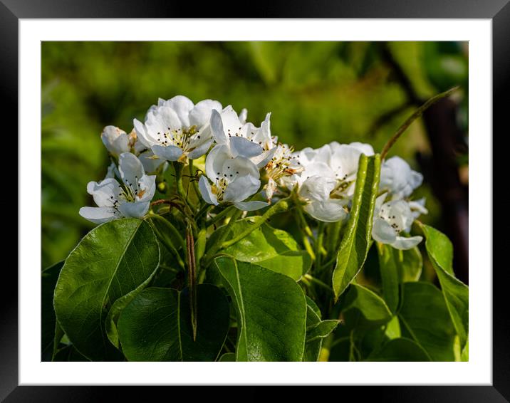 Pear Blossom Framed Mounted Print by Gerry Walden LRPS