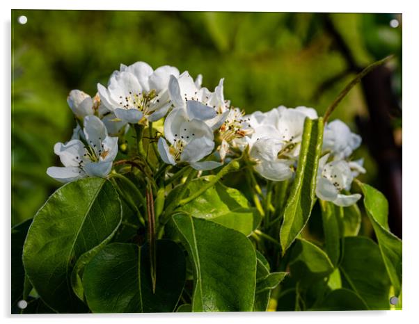 Pear Blossom Acrylic by Gerry Walden LRPS