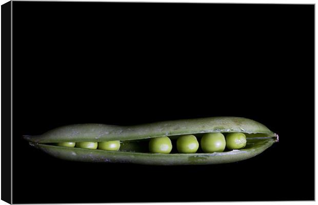Peas In A Pod Canvas Print by Lynne Morris (Lswpp)