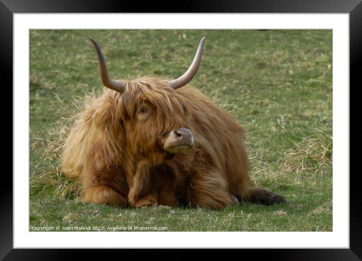 A highland cow sitting in the grass Framed Mounted Print by Joani Maliska