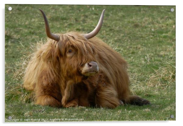 A highland cow sitting in the grass Acrylic by Joani Maliska