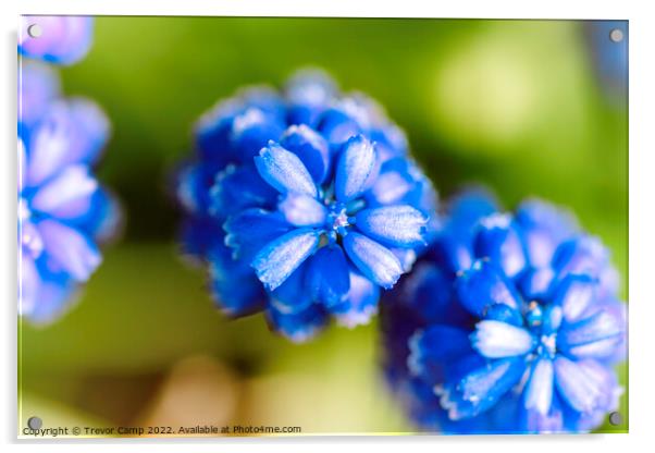 Grape Hyacinth - 02 Acrylic by Trevor Camp