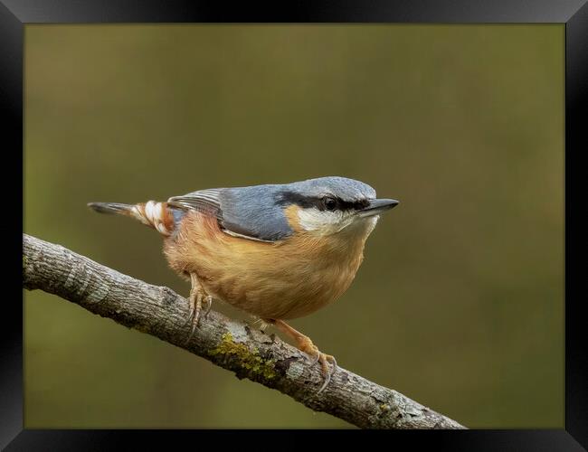 Perching Nuthatch Framed Print by Jonathan Thirkell