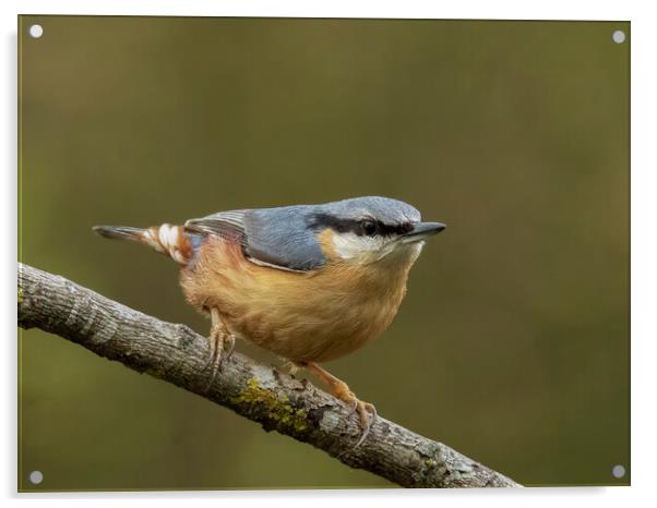 Perching Nuthatch Acrylic by Jonathan Thirkell