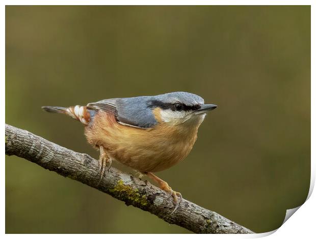 Perching Nuthatch Print by Jonathan Thirkell