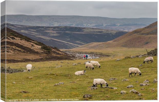 Heading for Cauldron Snout on the Pennine Way, Teesdale Canvas Print by Richard Laidler