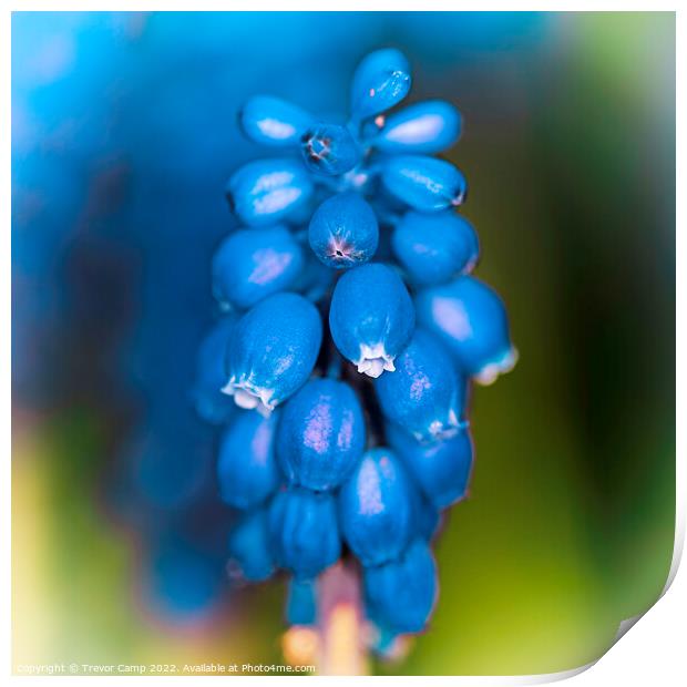Grape Hyacinth - 01 Print by Trevor Camp