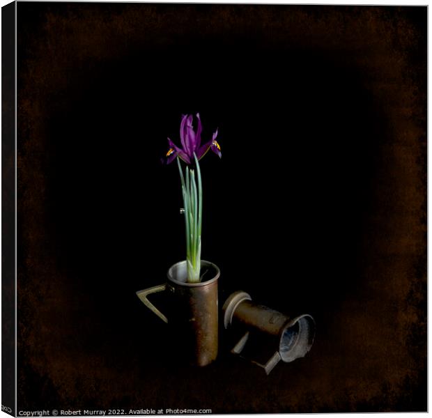 Iris reticulata "George". Canvas Print by Robert Murray