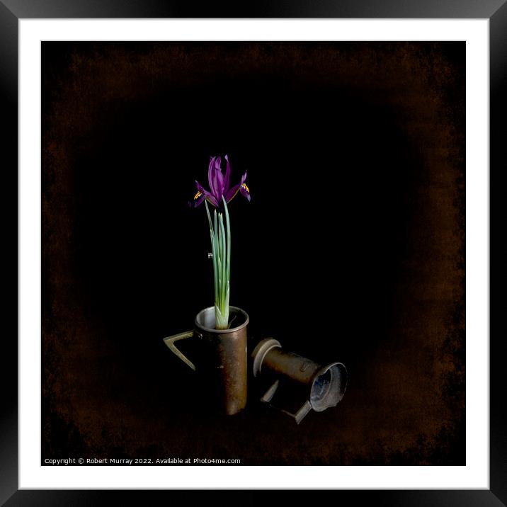 Iris reticulata "George". Framed Mounted Print by Robert Murray