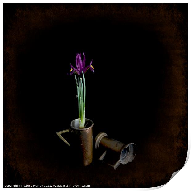 Iris reticulata "George". Print by Robert Murray