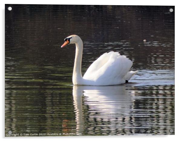 Mute Swan Acrylic by Tom Curtis