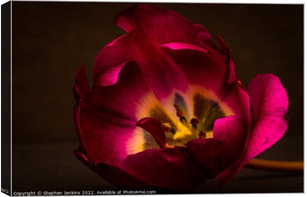 A backlit Tulip Canvas Print by Stephen Jenkins