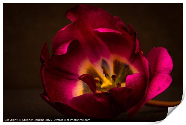 A backlit Tulip Print by Stephen Jenkins