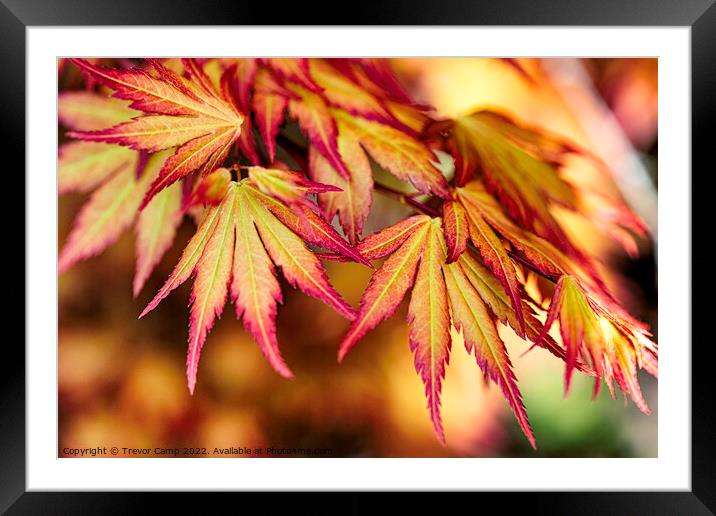 Acer Palmatum - 01 Framed Mounted Print by Trevor Camp