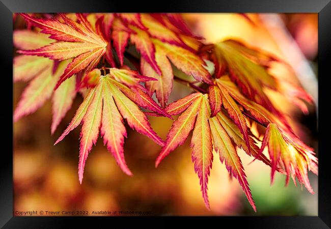 Acer Palmatum - 01 Framed Print by Trevor Camp