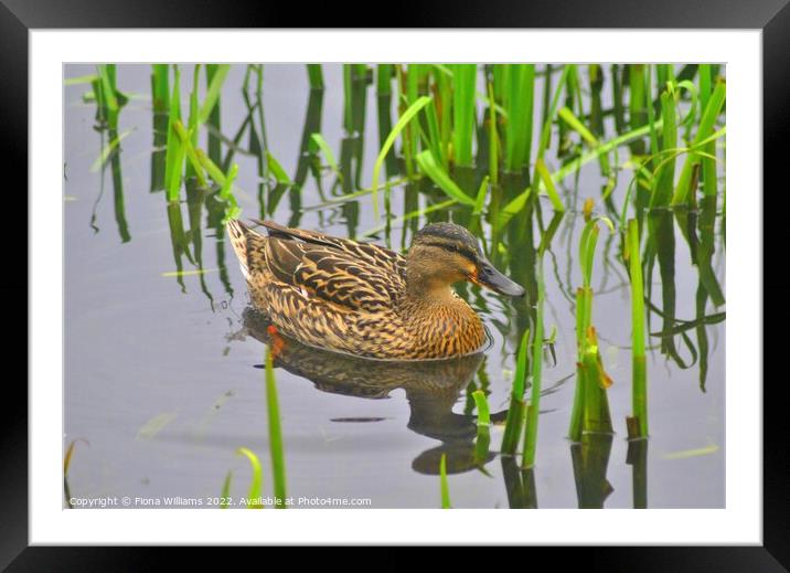Duck in the reeds Framed Mounted Print by Fiona Williams