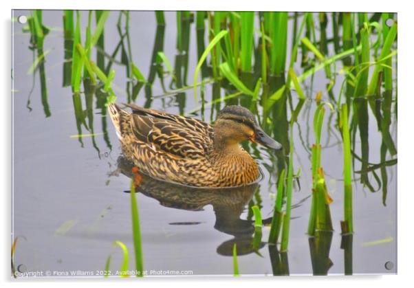 Duck in the reeds Acrylic by Fiona Williams