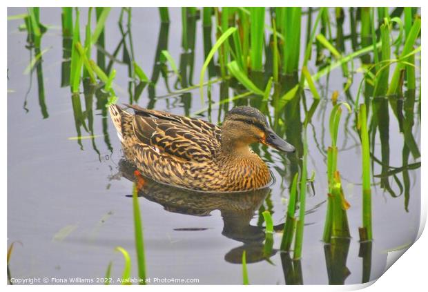 Duck in the reeds Print by Fiona Williams