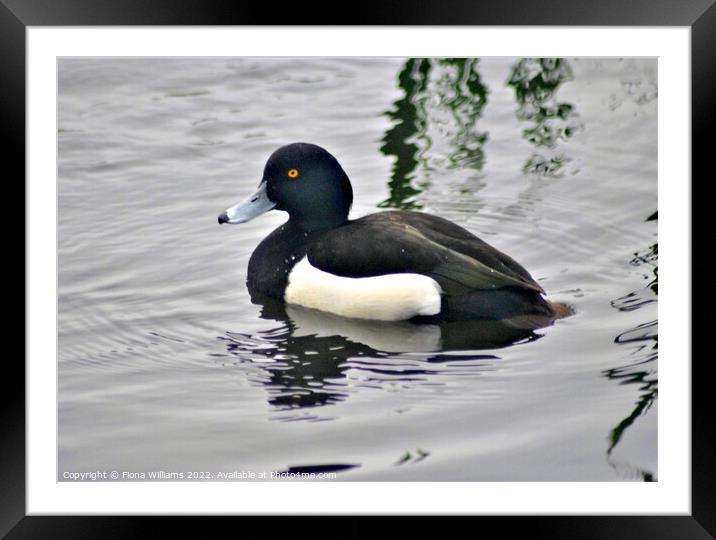 Black and white duck Framed Mounted Print by Fiona Williams