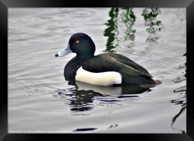 Black and white duck Framed Print by Fiona Williams