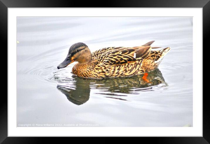 Beautiful Brightly coloured duck Framed Mounted Print by Fiona Williams