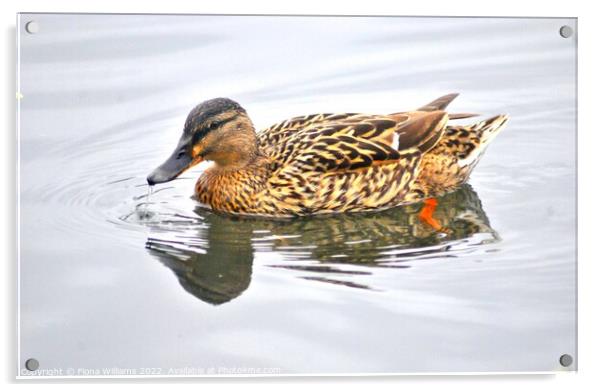 Beautiful Brightly coloured duck Acrylic by Fiona Williams