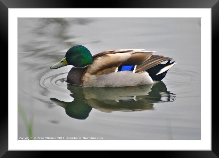 Brightly coloured Mallard Duck Framed Mounted Print by Fiona Williams
