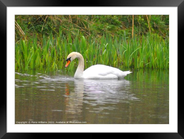 Beautiful Swan taking a drink Framed Mounted Print by Fiona Williams