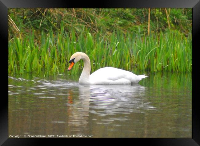 Beautiful Swan taking a drink Framed Print by Fiona Williams