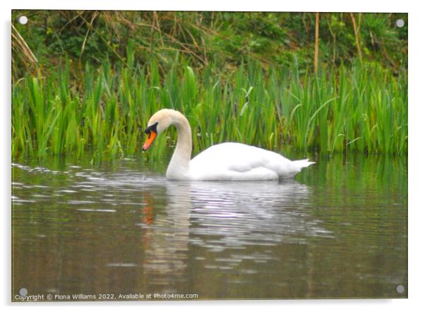 Beautiful Swan taking a drink Acrylic by Fiona Williams
