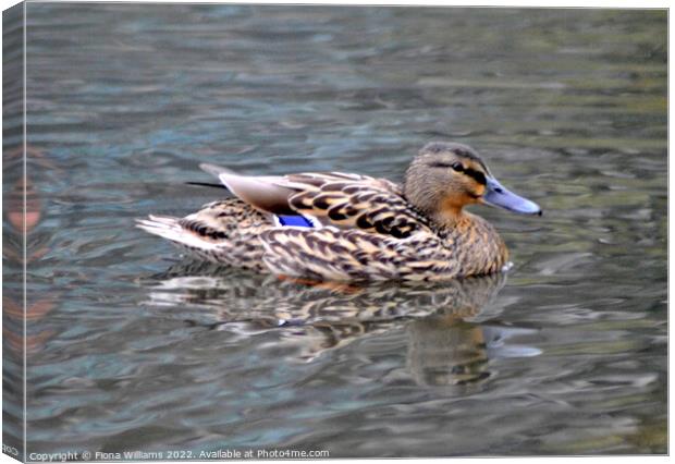 Beautiful duck Canvas Print by Fiona Williams